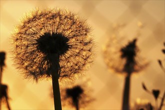 Dandelions in the evening light, May, Germany, Europe