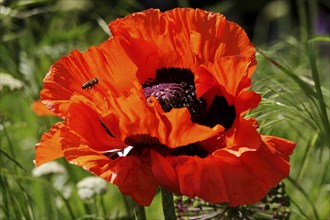 Picturesque poppies, May, Germany, Europe