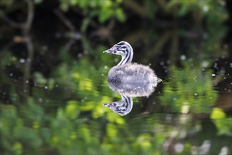 Juvenile great crested grebe (Podiceps cristatus), Germany, Europe