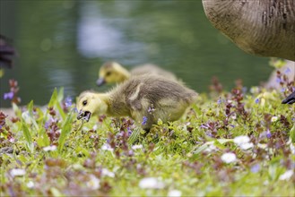 Canada goose (Branta canadensis), Germany, Europe