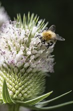 Early bumblebee (Bombus pratorum) on teasel (Dipsacus sylvestris), Emsland, Lower Saxony, Germany,