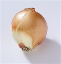 Common onion (Allium cepa), on white background, studio shot