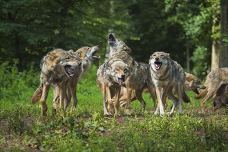 Wolf (Canis lupus), pack of wolves howling, summer, Germany, Europe