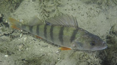 Striped bass (Perca fluviatilis) resting on the sandy bottom of Lake Zurich. Dive site Großer