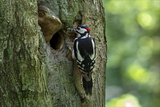 Great spotted woodpecker (Dendrocopos major) adult male at nest entrance in tree trunk with grubs