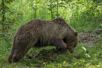 Brown bear covering prey with leaves, soil, grass and forest debris in thicket of wood to return