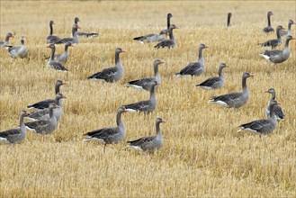 Flock of greylag geese, graylag goose (Anser anser) foraging in stubble field, stubblefield after