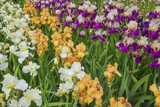 Irises in an iris field near Larnas in the French department of Ardèche, France, Europe