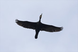 Cormorant (Phalacrocorax carbo) in flight, Geltinger Birk, Geltinger Bucht, Nieby,