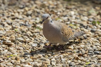 Turtle dove (Streptopelia turtur) adult bird on an urban garden shingle path, England, United