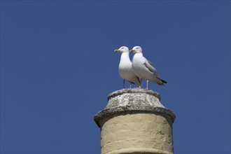 Herring gull (Larus argentatus) two adult birds on an urban house pillar, England, United Kingdom,