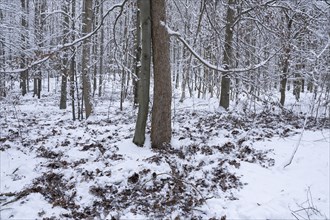 Snow-covered deciduous forest in winter, tracks of wild boars (Sus scrofa) foraging under the snow,