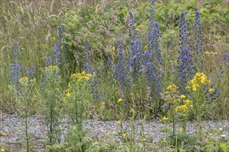 Adder's tongue (Echium vulgare) and St John's wort (Hypericum perforatum), Emsland, Lower Saxony,