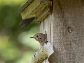 Common redstart (Phoenicurus phoenicurus), female looking out of the nesting box, North