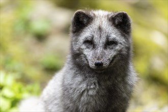 A dark grey fox sits attentively in nature with green foliage in the background, arctic fox (Alopex