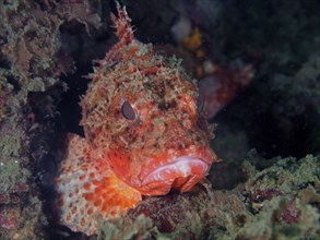 Camouflaged fish with a distinctive face, Brazil scorpionfish (Scorpaena brasiliensis), underwater.