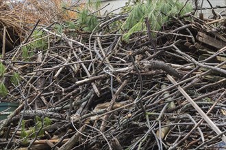 Pile of discarded cut and sawed deciduous and coniferous tree branches and pieces of wood in cement