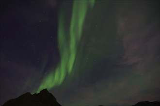 Green auroras over a dark mountain top in front of a sky covered with stars, winter, Nyksund,