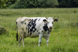 Dairy cow of the Holstein Friesian breed grazing in the Palatinate