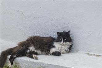 Felidae (Felis silvestris catus) lying on a white wall, Lindos, Rhodes, Greece, Europe