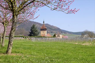 Almond tree blossom (Prunus dulcis) at Geilweilerhof, Siebeldingen, German Wine Route, also