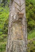 Pitch tree for resin extraction, Tramonti di Sopra, Province of Pordenone, Italy, Europe