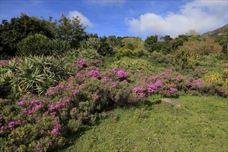 Kirstenbosch Botanical Garden, landscape, blooming flowers, in spring, blooming, blossoms, Cape