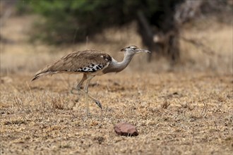 Giant bustard, kori bustard (Ardeotis kori), adult, running, foraging, alert, Kruger National Park,