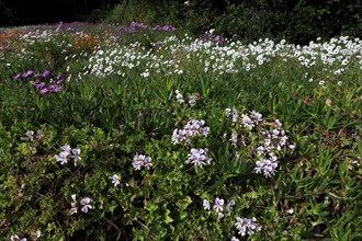 Kirstenbosch Botanical Garden, landscape, blooming flowers, in spring, blooming, blossoms, Cape