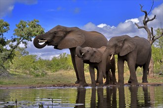 African elephant (Loxodonta africana), adult, female, mother, two young, mother with young, at the