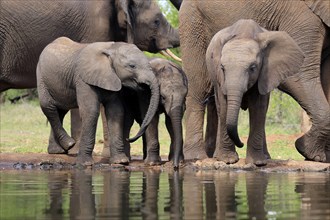 African elephant (Loxodonta africana), three young animals, at the water, drinking, group, Kruger