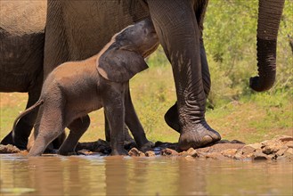 African elephant (Loxodonta africana), young animal, calf, baby elephant, mother, young animal with