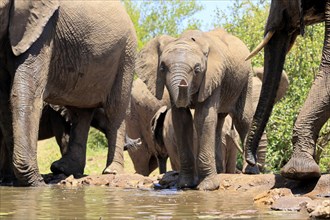 African elephant (Loxodonta africana), young animal, drinking, at the water, Kruger National Park,