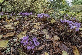 Autumn cyclamen (Cyclamen hederifolium), Berggarten Hannover, Lower Saxony, Germany, Europe