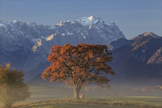 Autumnal coloured tree in front of mountain landscape, hoarfrost, oak, behind Zugspitze, near