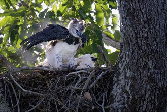 Female Harpy eagle, Harpia harpyja, with a pray in the nest with her chick, Alta Floresta, Amazon,