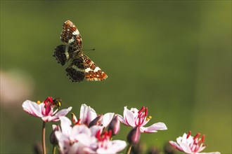 A map butterfly (Araschnia levana) in flight over pink flowers, green background, Hesse, Germany,