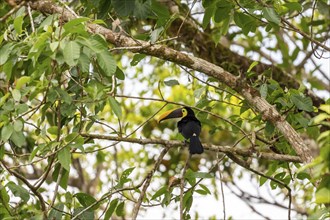 Black-mandibled toucan (Ramphastos ambiguus) sitting on a branch, tropical rainforest, Corcovado