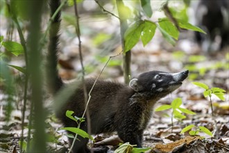 White-nosed coati (Nasua narica), adult, in the rainforest, Corcovado National Park, Osa, Puntarena