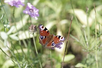 European peacock (Aglais io), butterfly, eyespot, colourful, macro, The peacock butterfly has