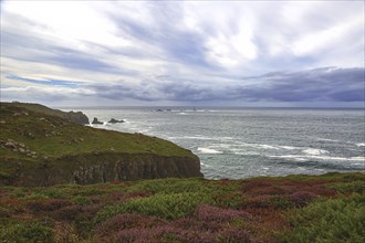 Cliffs with heather in the foreground, behind them the rough sea and cloudy sky Land's End,