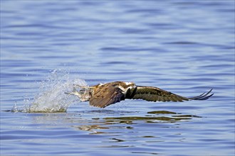 Western osprey (Pandion haliaetus) catching fish in its talons from water surface of lake in late