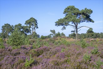 Scots pines and common heather blooming purple in the Grenspark Kalmthoutse Heide, Kalmthout Heath,