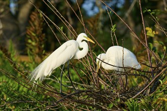 Two Great Egret (Ardea alba), on Nest in springtime, Wakodahatchee Wetlands, Delray Beach, Florida,