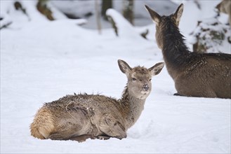 Red deer (Cervus elaphus) calf in a forest in winter, snow, Bavaria, Germany, Europe