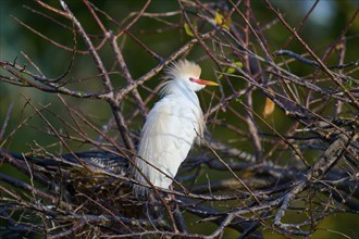 Cattle egret (Bubulcus ibis), in tree, springtime, Wakodahatchee Wetlands, Delray Beach, Florida,