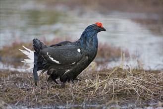 Black grouse, courtship behaviour, (Lyurus tetrix), Hamra, Hamra, Sweden, Europe