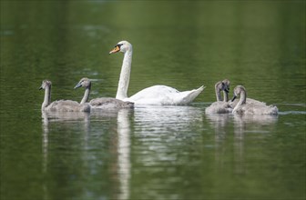 Mute swan (Cygnus olor), adult and young birds swimming on a pond, Thuringia, Germany, Europe