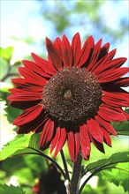 Red sunflower, summer, Germany, Europe