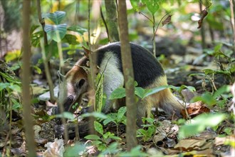 Northern tamandua (Tamandua mexicana), adult, foraging in the rainforest, Corcovado National Park,